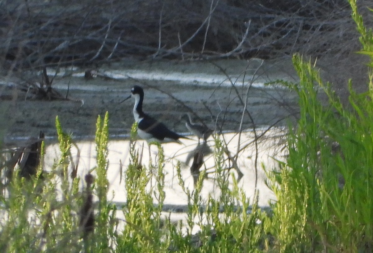 Black-necked Stilt - ML620839282