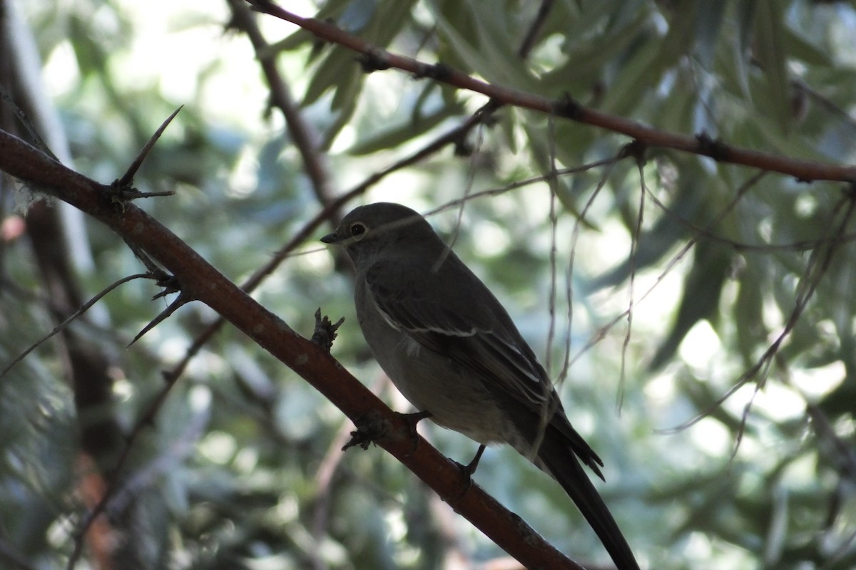Townsend's Solitaire - ML620839288