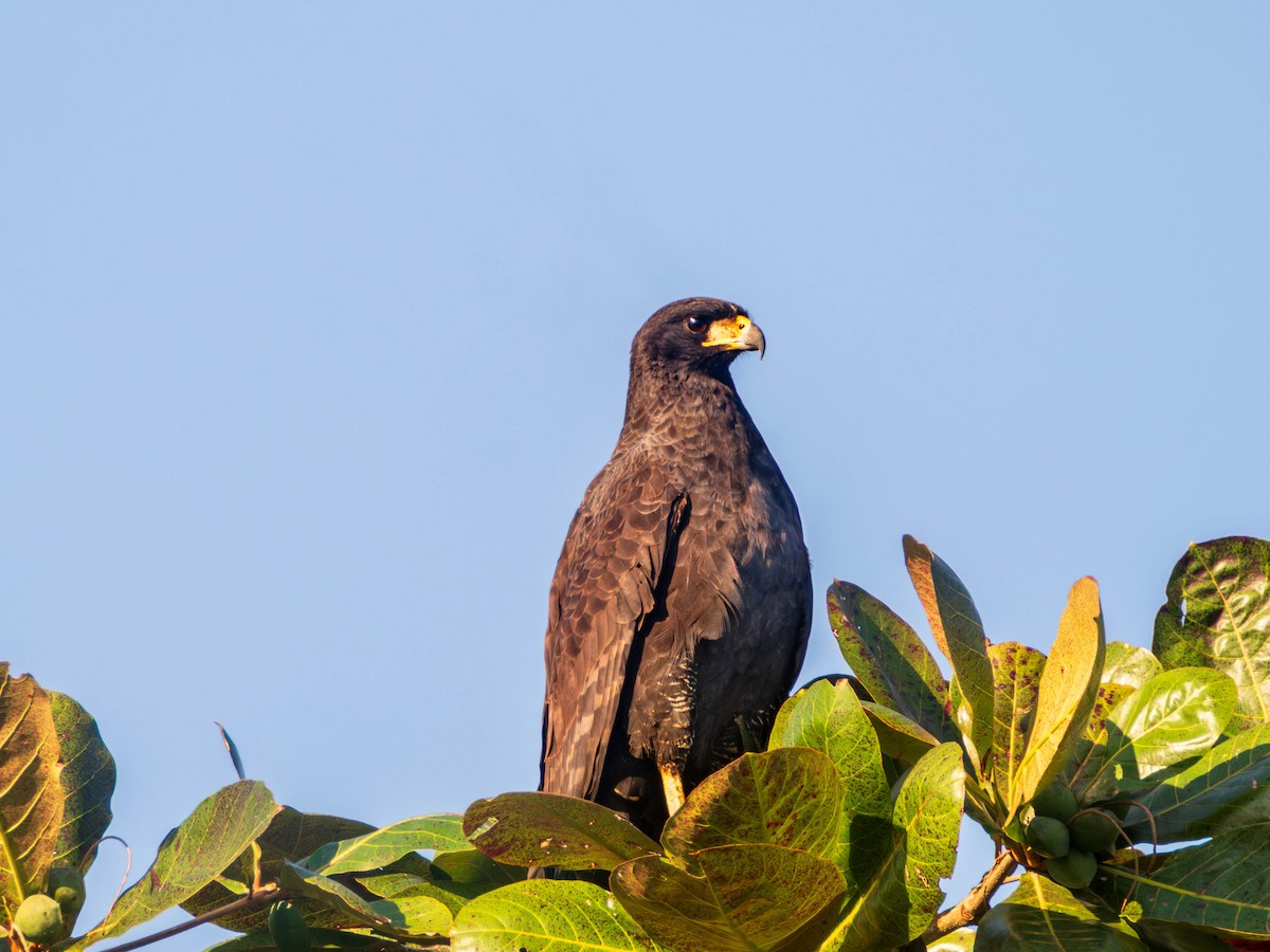 Канюк-крабоїд великий - ML620839289