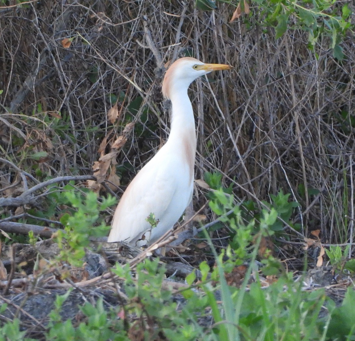 Western Cattle-Egret - ML620839309
