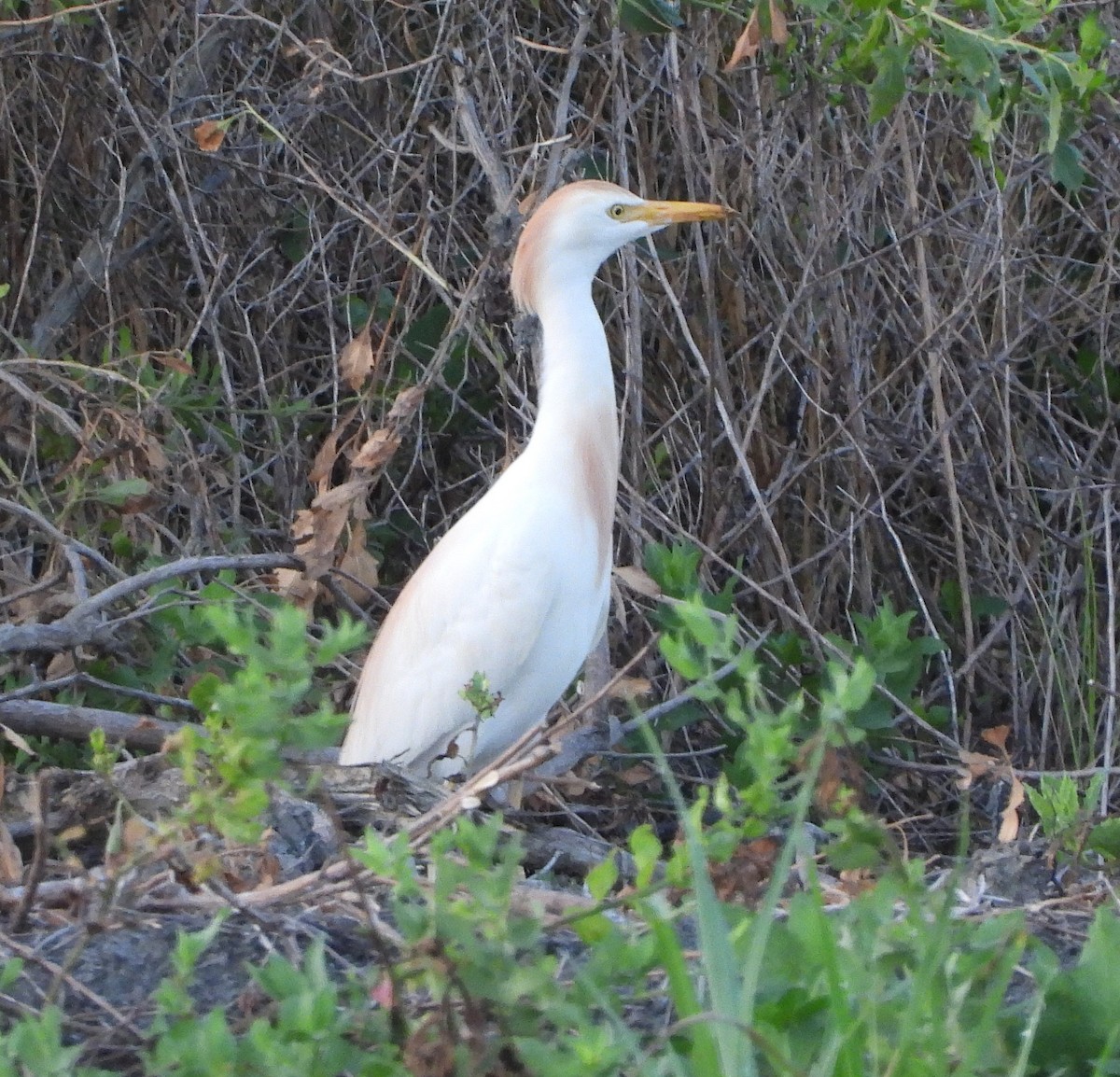 Western Cattle Egret - David W Foster