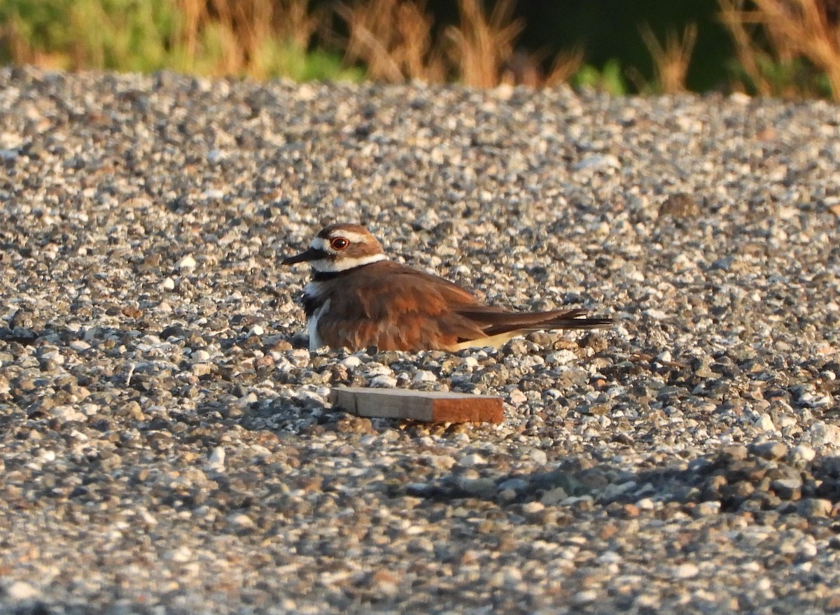 Killdeer - ML620839316