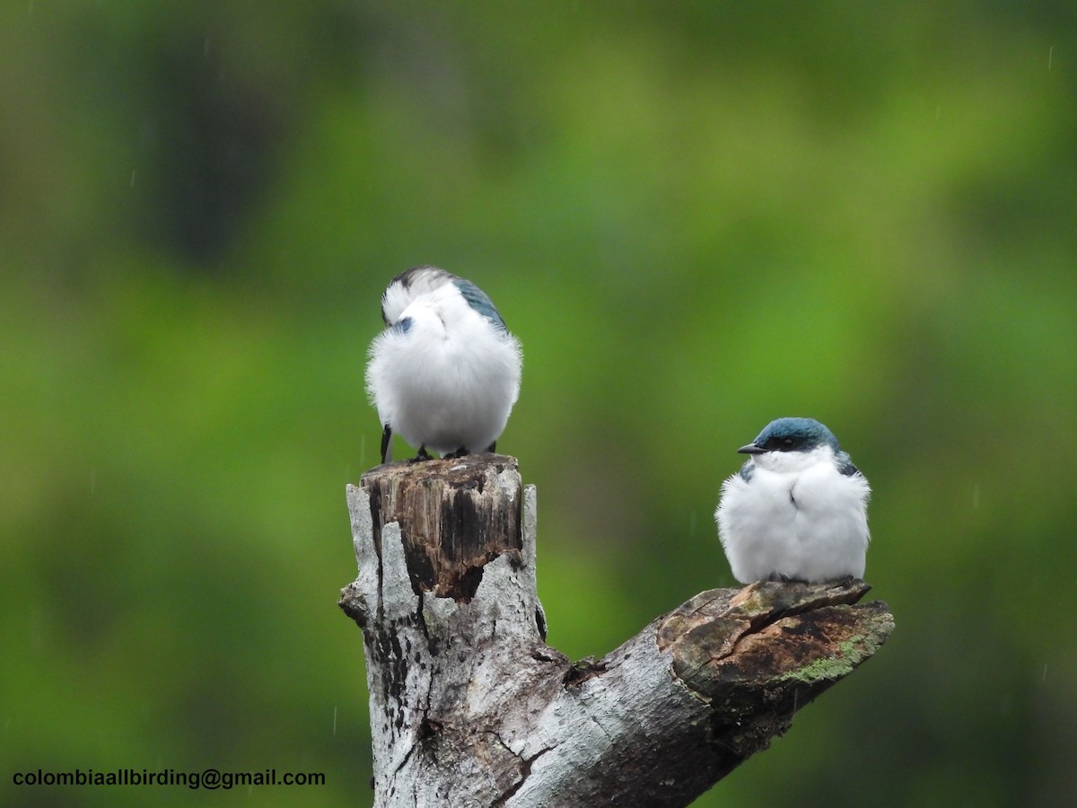 White-winged Swallow - Urias Edgardo  Gonzalez Carreño