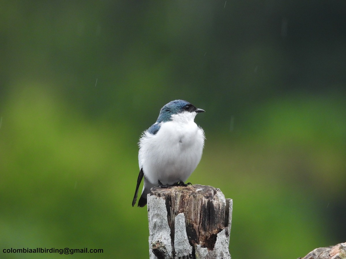 White-winged Swallow - ML620839326