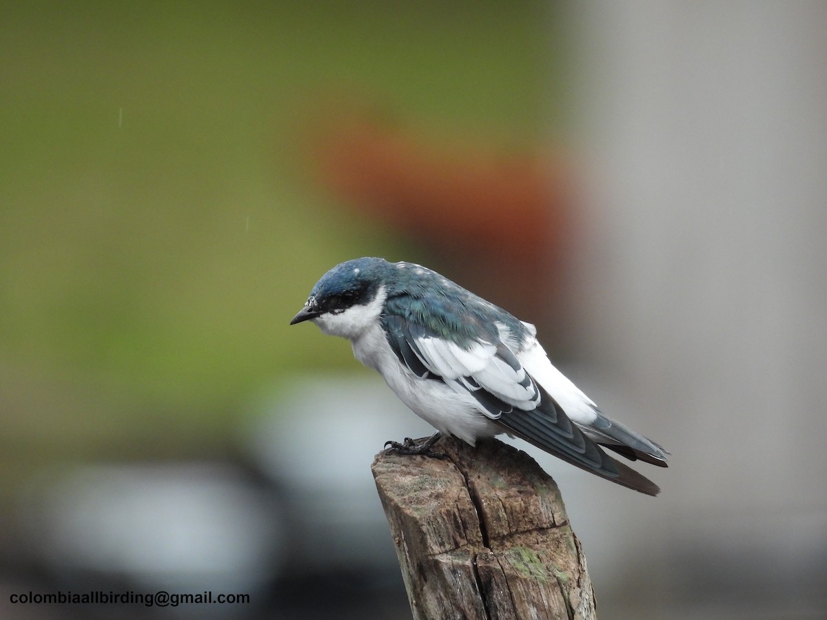 White-winged Swallow - ML620839331