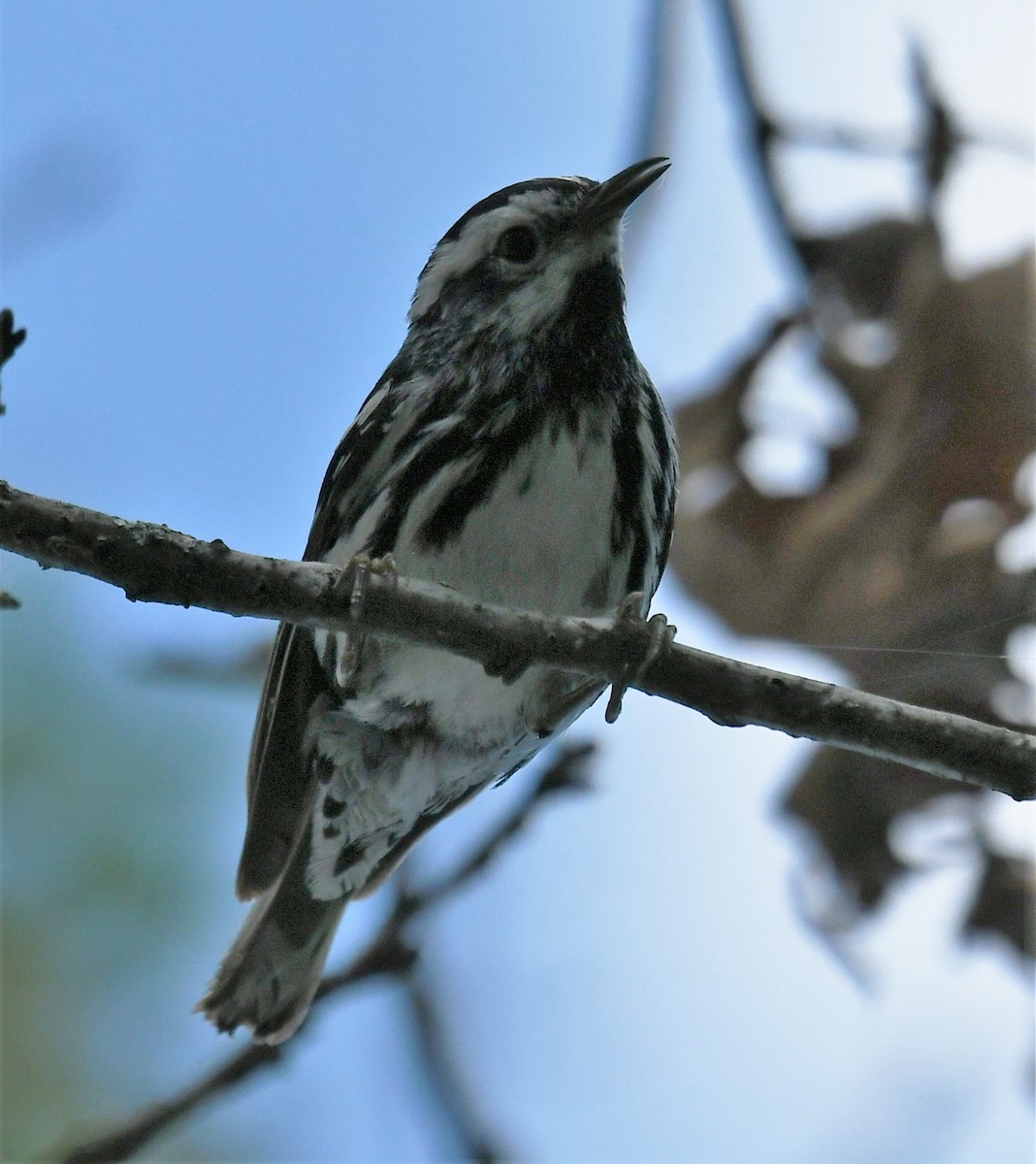 Black-and-white Warbler - ML620839368