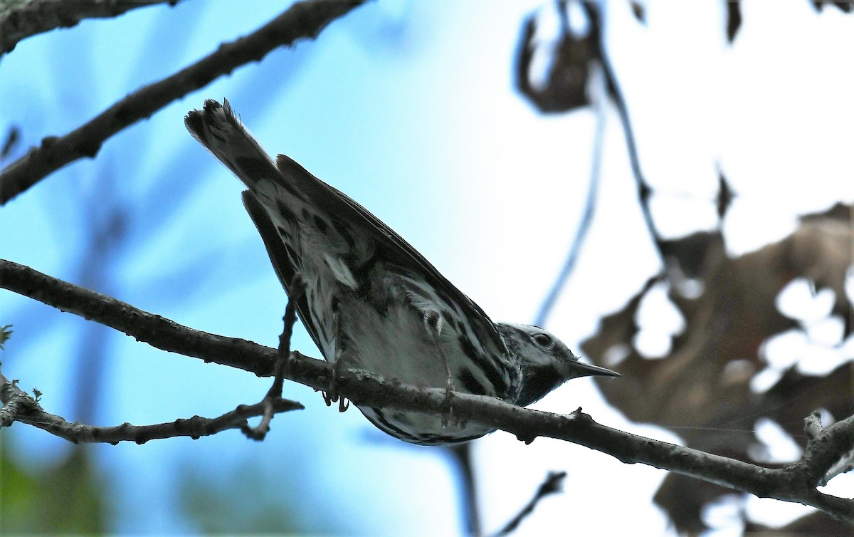 Black-and-white Warbler - ML620839369