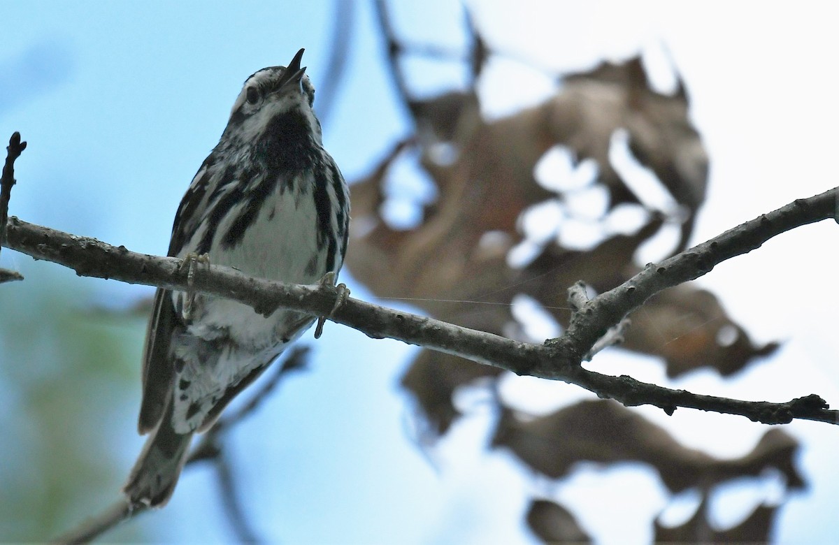 Black-and-white Warbler - ML620839370