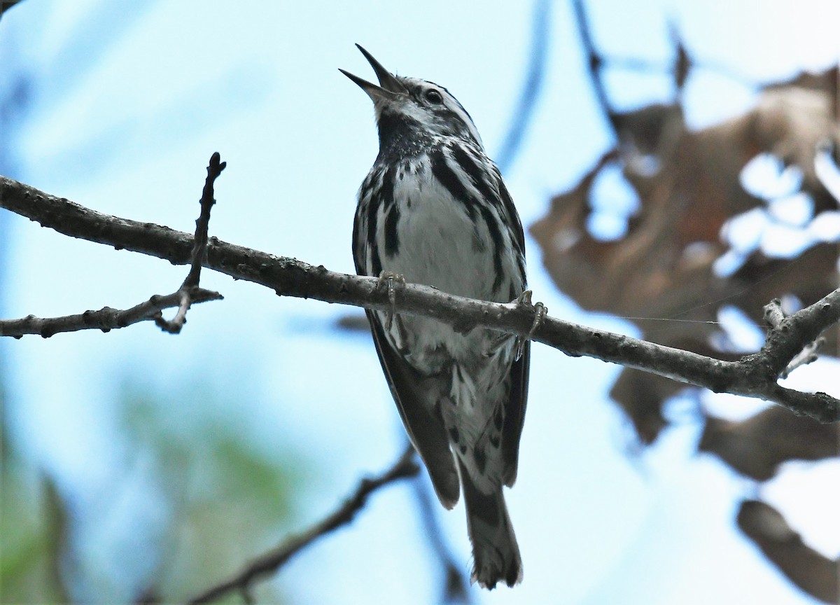 Black-and-white Warbler - ML620839371