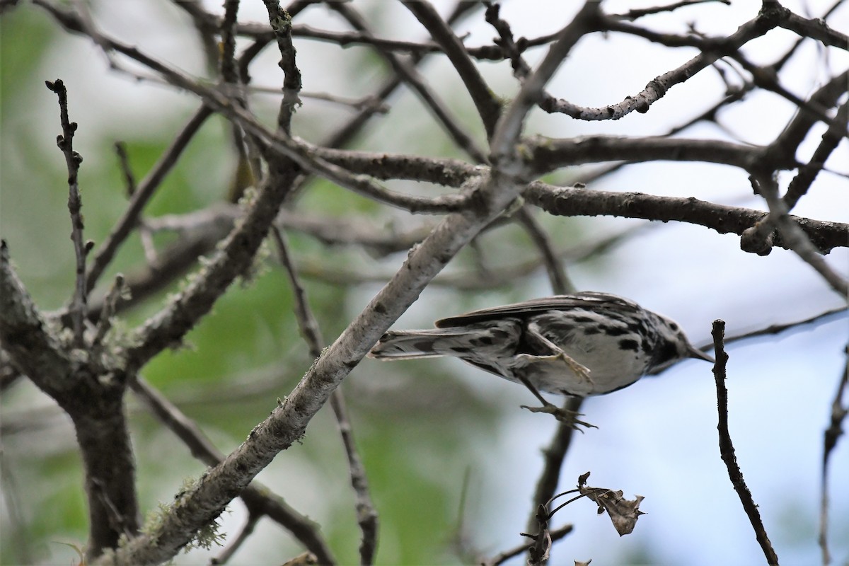 Black-and-white Warbler - ML620839372