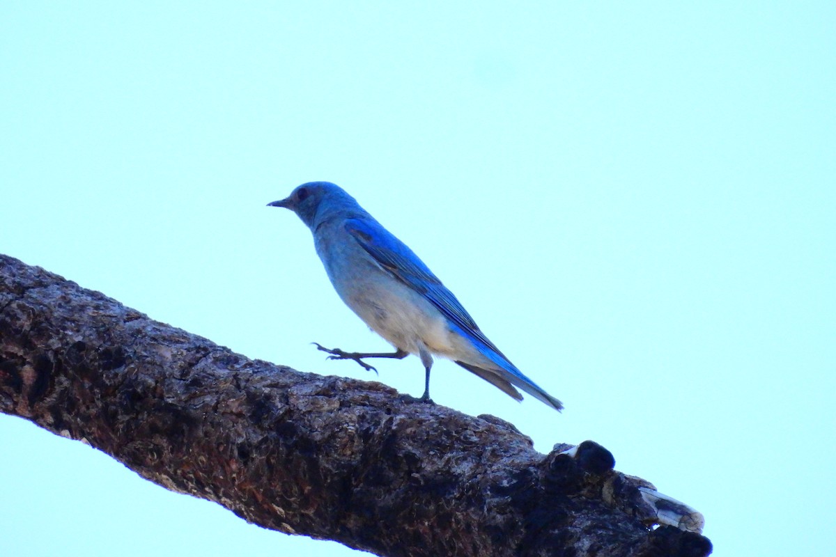 Mountain Bluebird - ML620839381