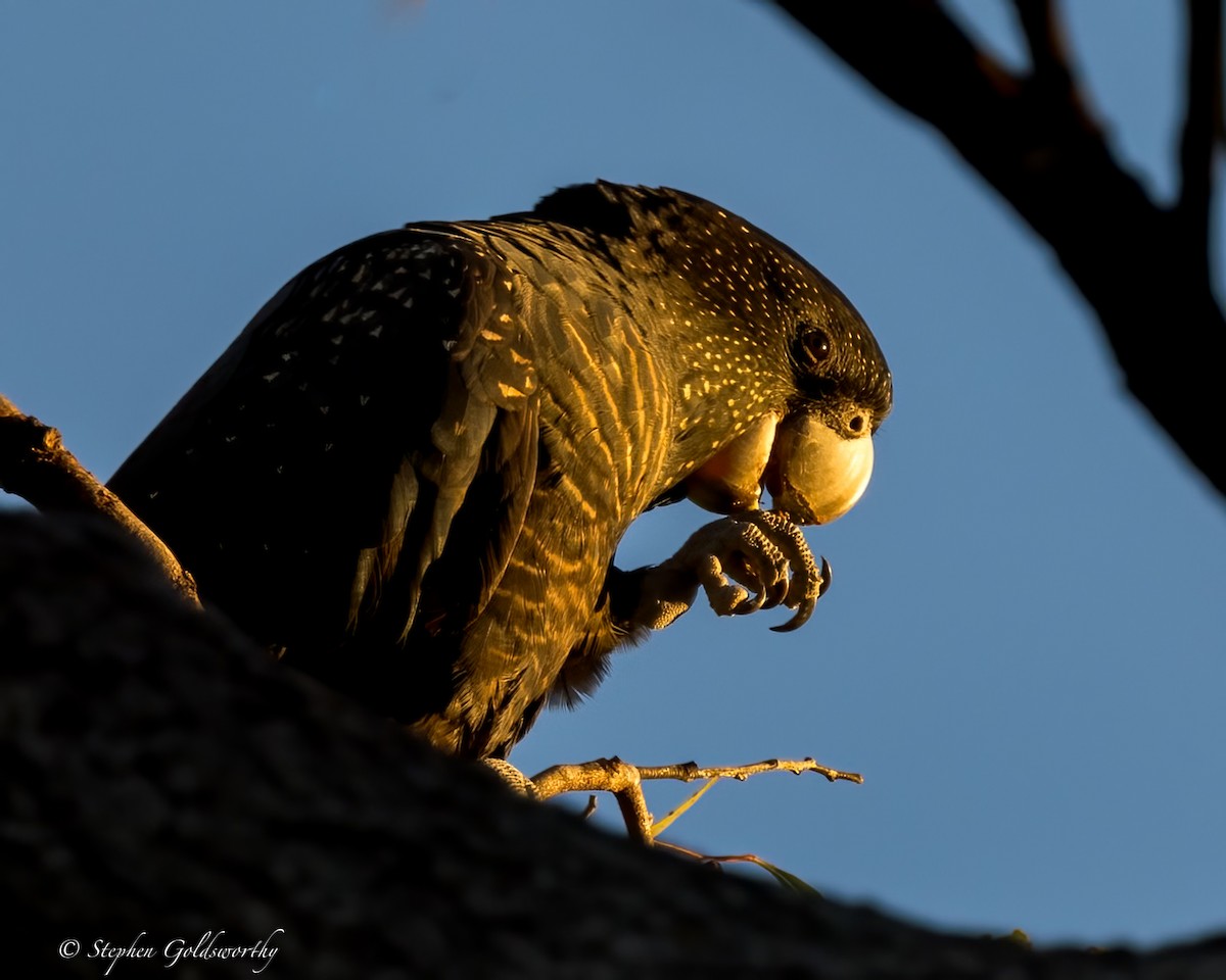 Red-tailed Black-Cockatoo - ML620839427