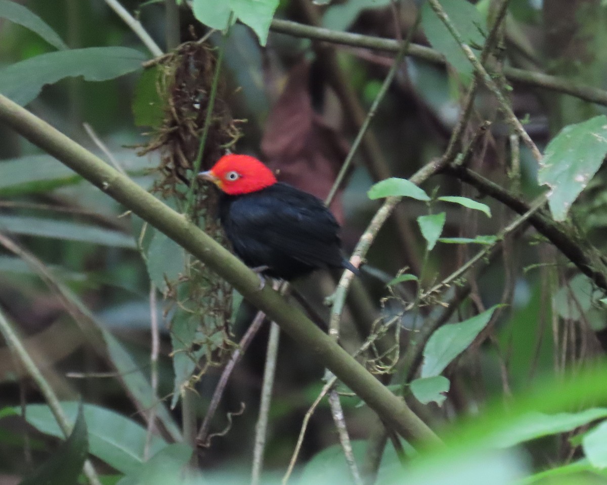 Red-capped Manakin - ML620839439