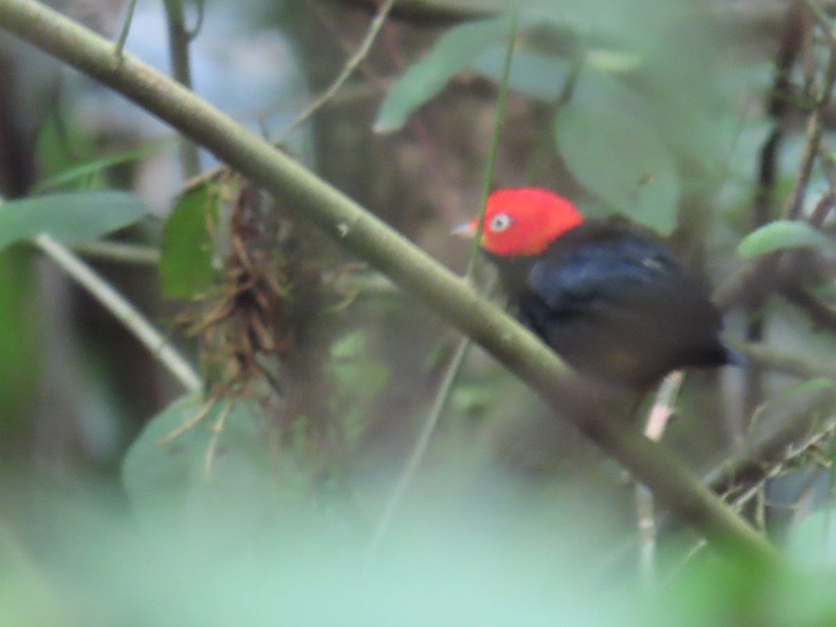 Red-capped Manakin - ML620839440