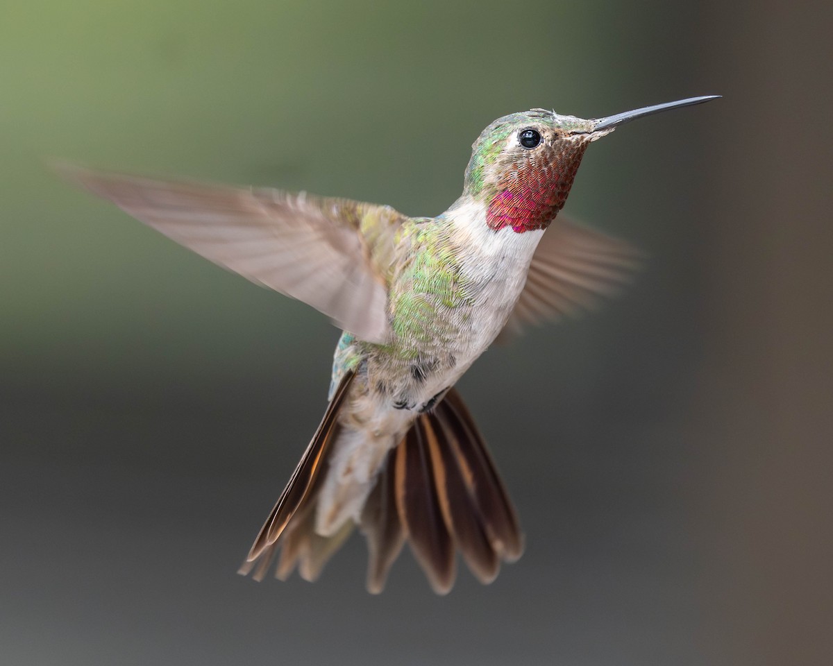 Broad-tailed Hummingbird - ML620839446