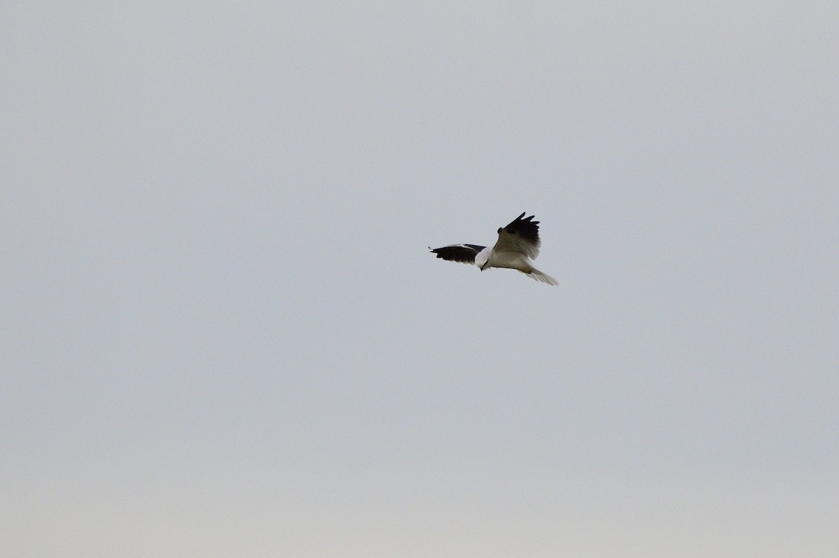 Black-shouldered Kite - ML620839451