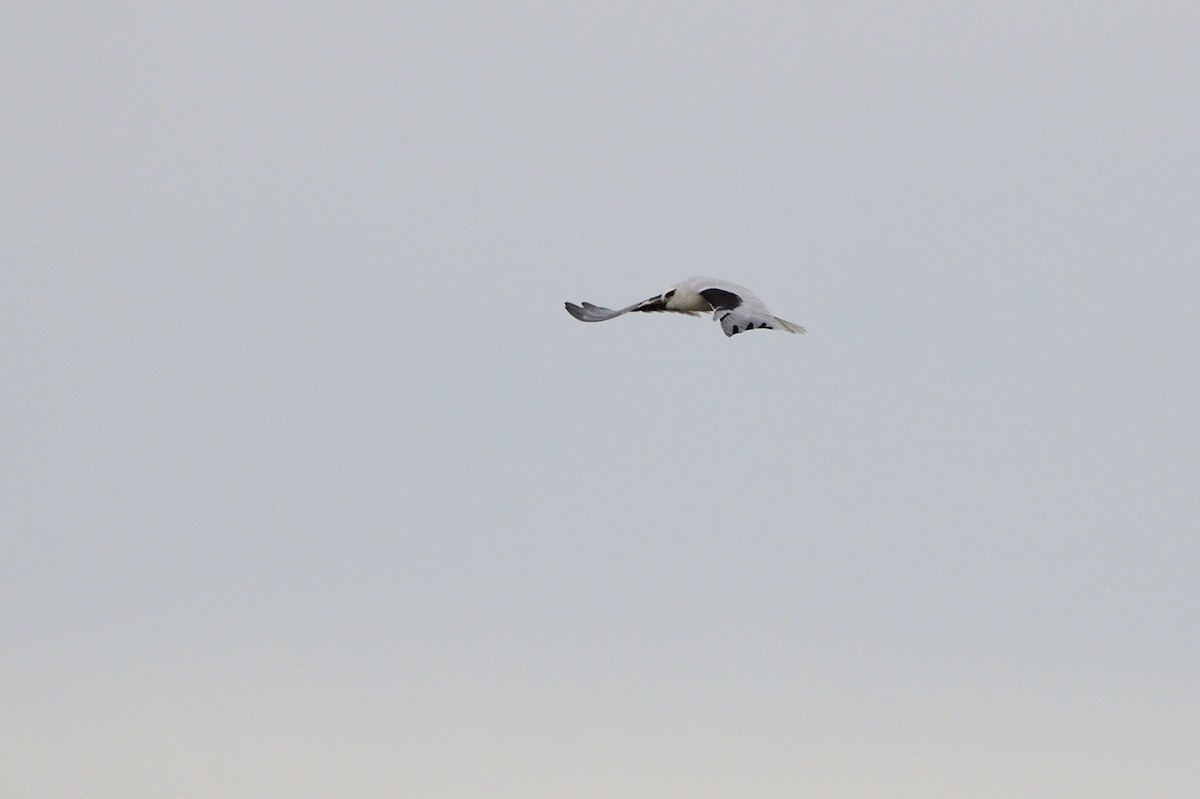 Black-shouldered Kite - ML620839452