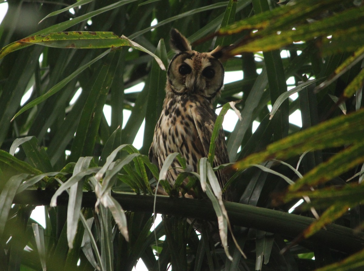 Striped Owl - ML620839476