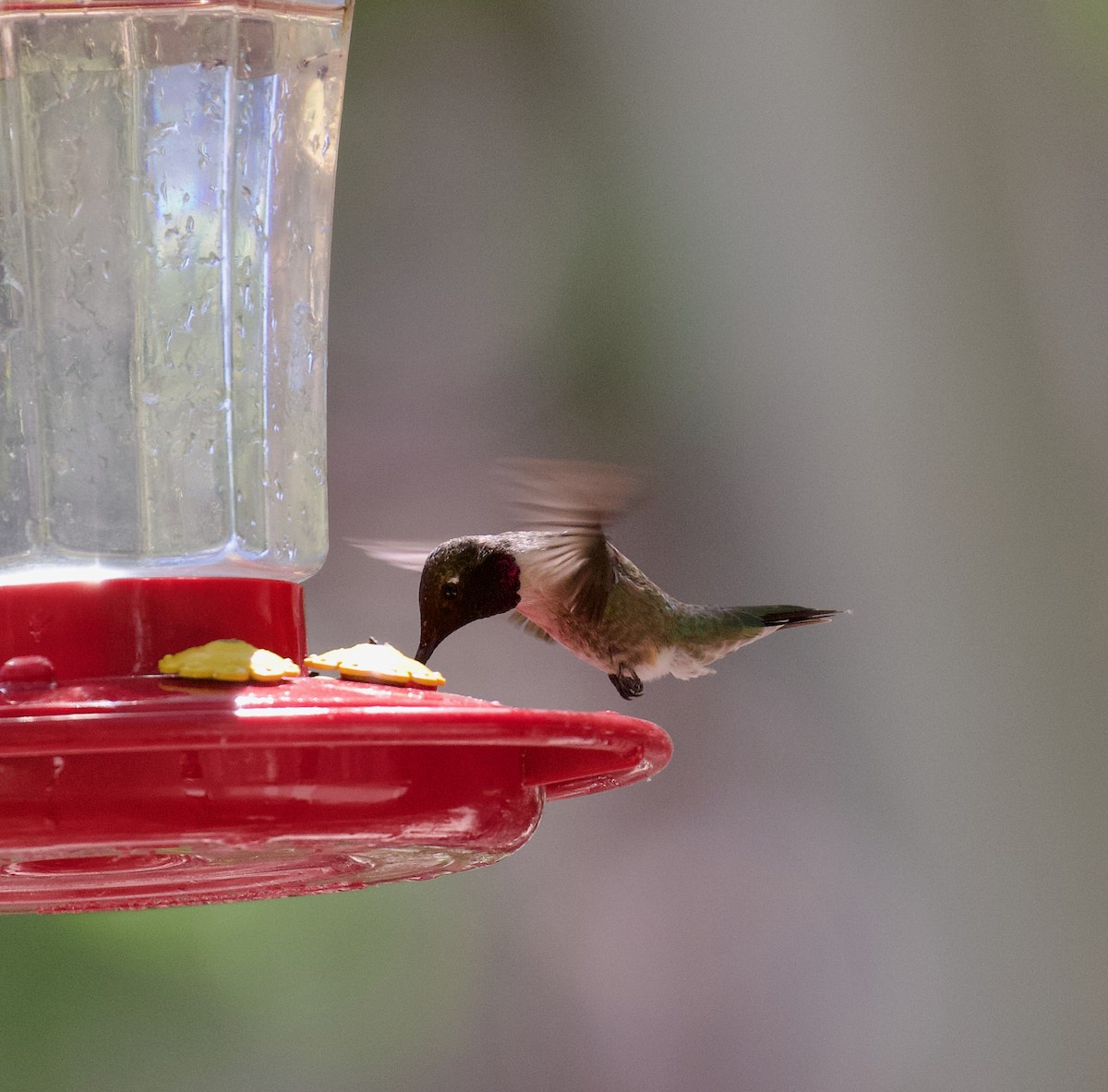 Black-chinned Hummingbird - ML620839484