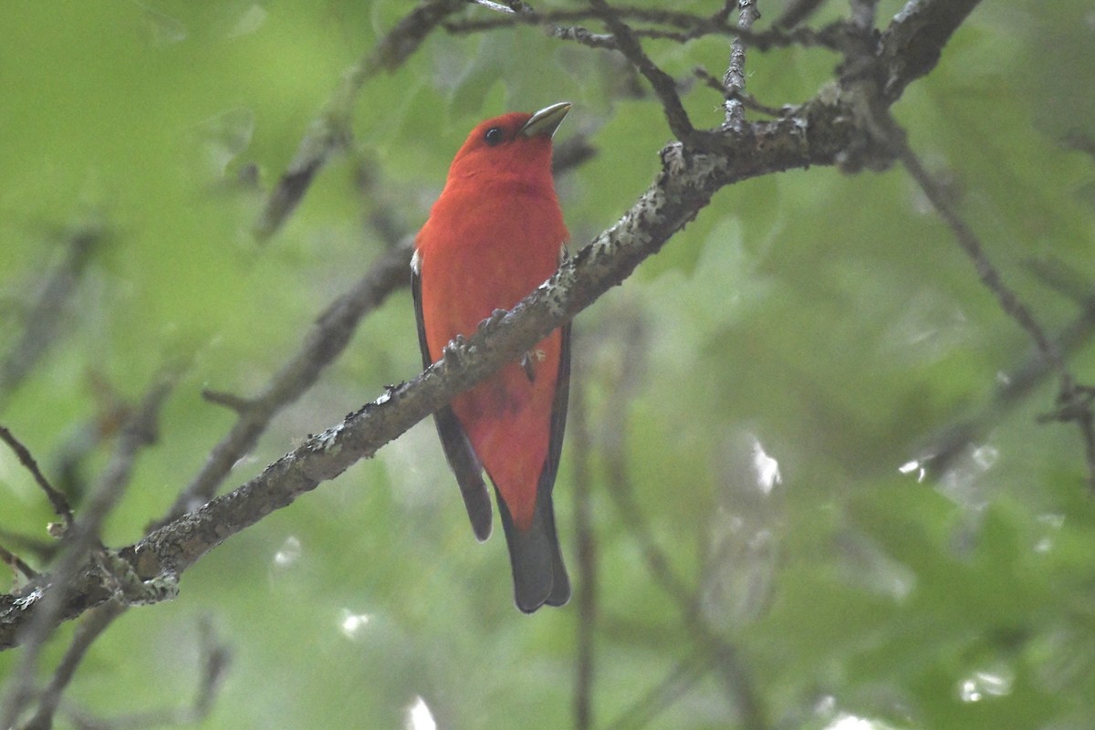 Scarlet Tanager - ML620839517