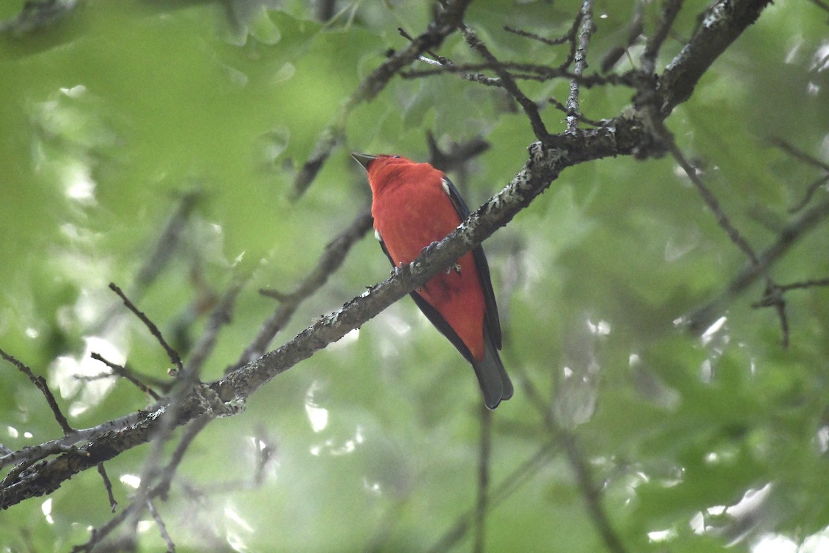 Scarlet Tanager - ML620839518