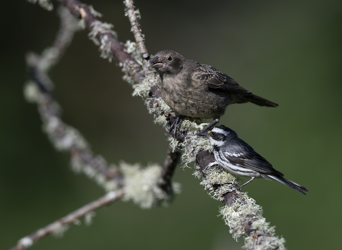 Black-throated Gray Warbler - ML620839558
