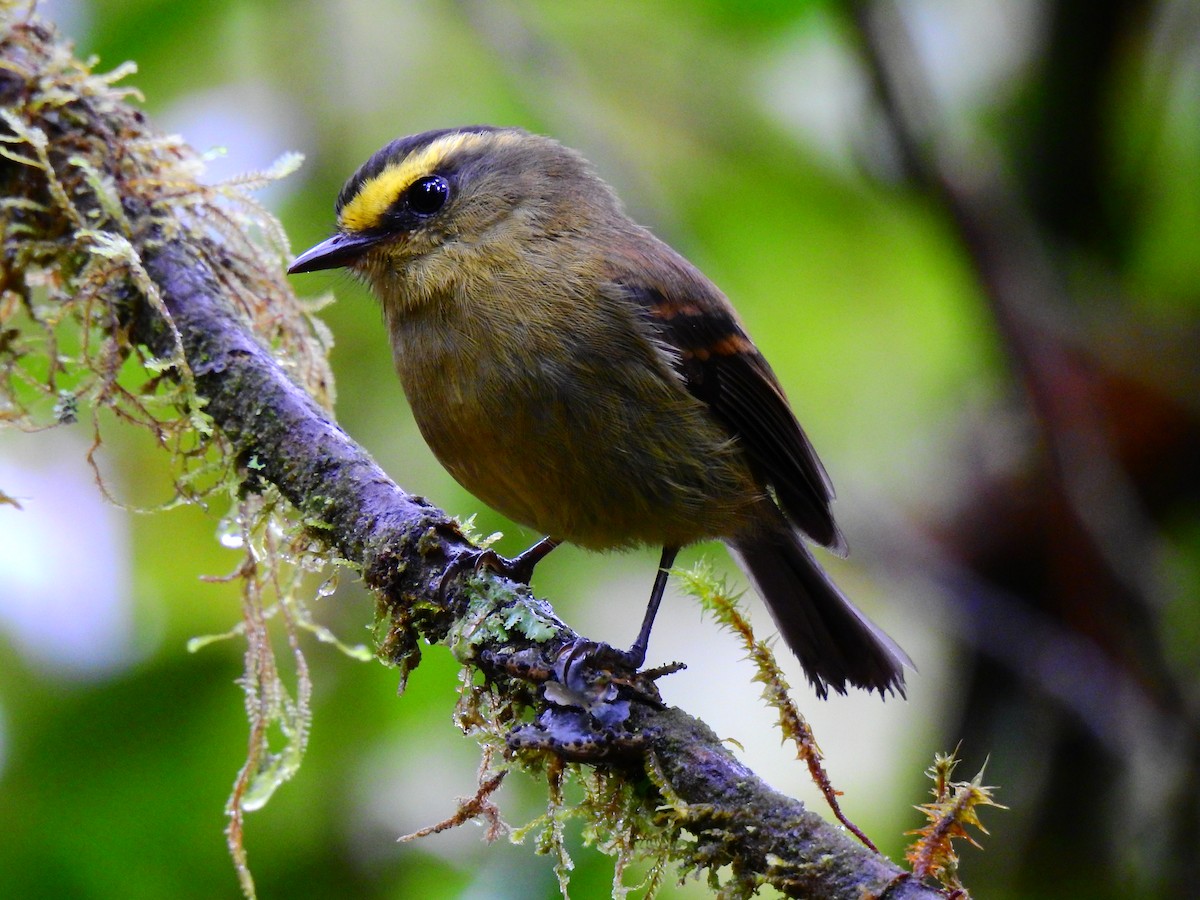 Yellow-bellied Chat-Tyrant - ML620839583