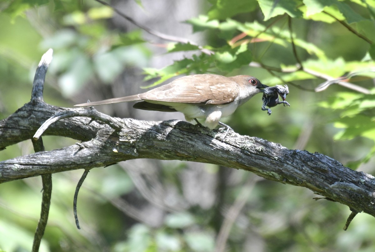 Black-billed Cuckoo - Erin LeFevre