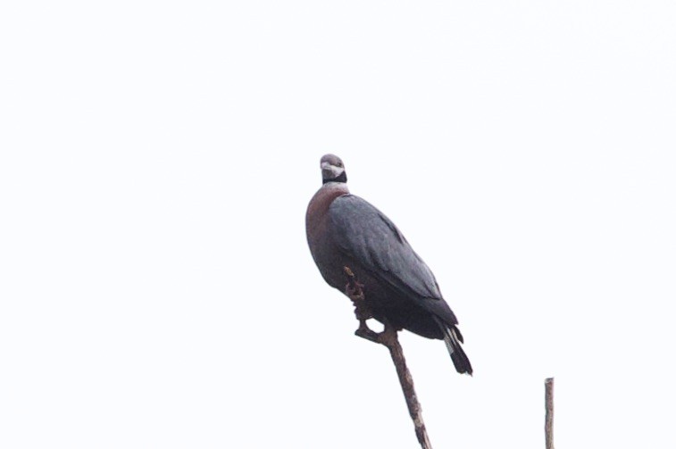 Collared Imperial-Pigeon - ML620839598