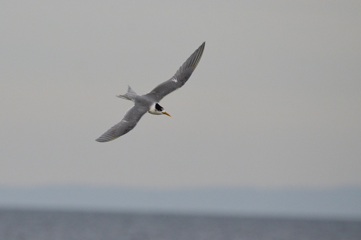 Great Crested Tern - ML620839618