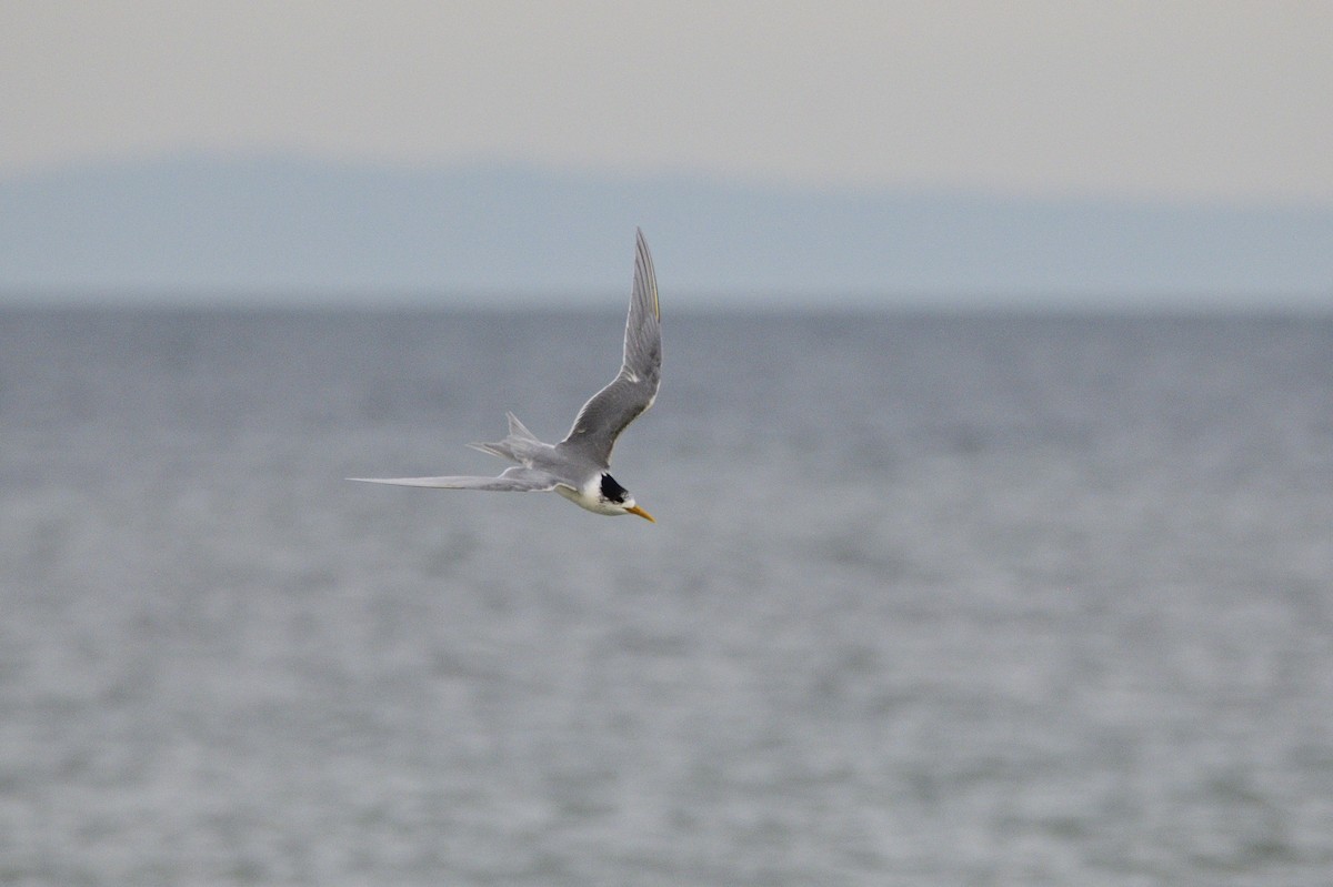 Great Crested Tern - ML620839620