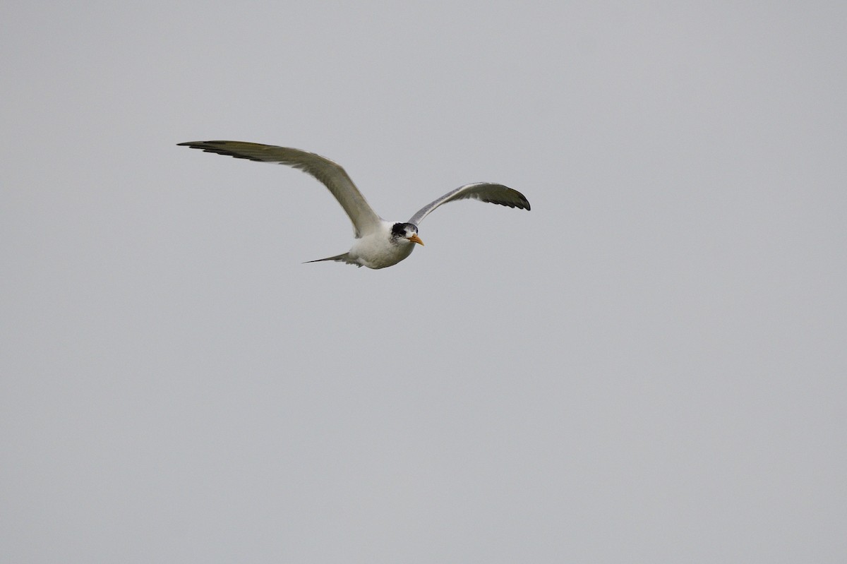 Great Crested Tern - ML620839622