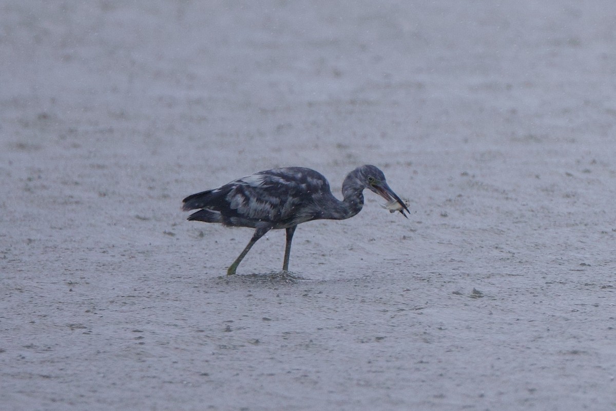 Little Blue Heron - Michael St John