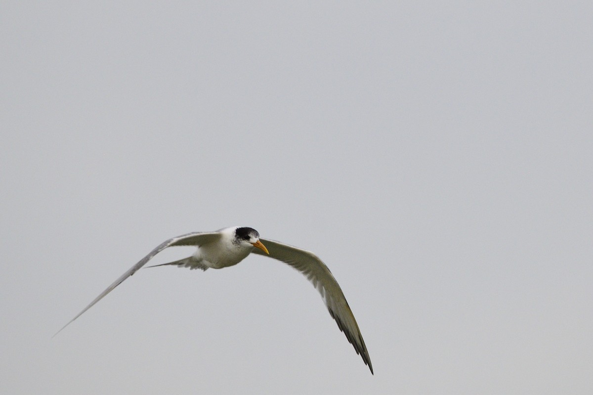 Great Crested Tern - ML620839626