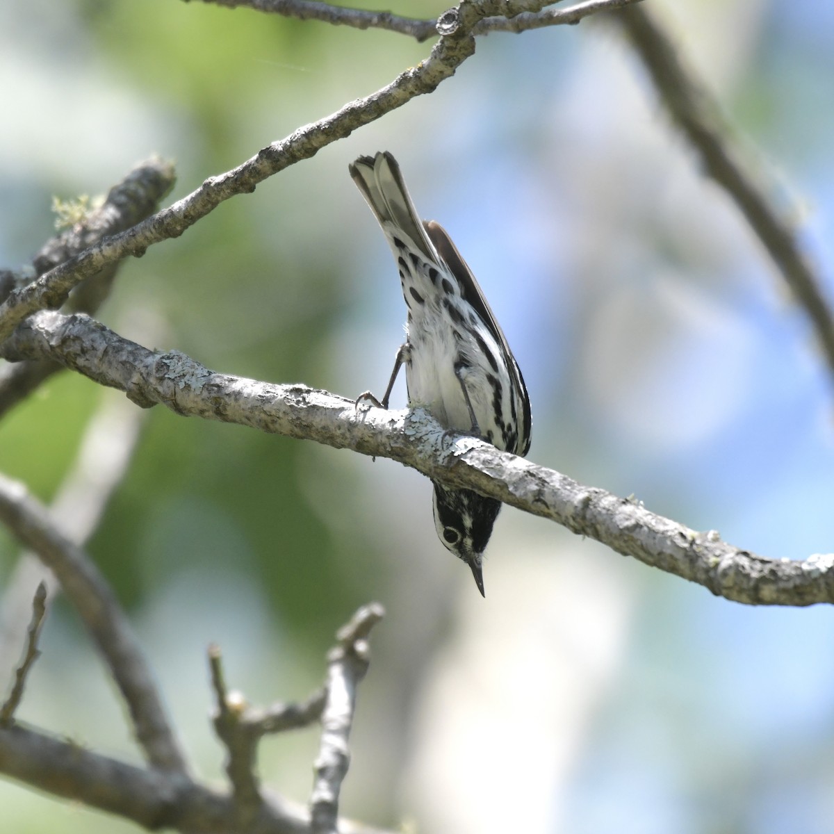 Black-and-white Warbler - ML620839636