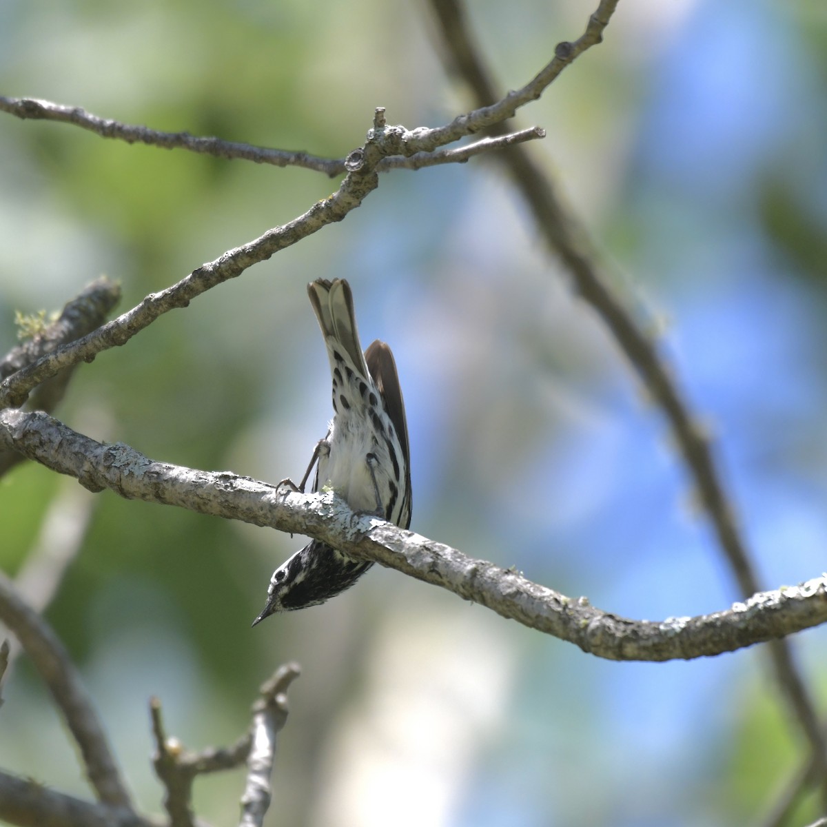 Black-and-white Warbler - ML620839637
