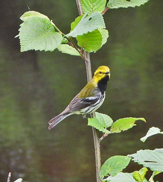 Black-throated Green Warbler - ML620839699