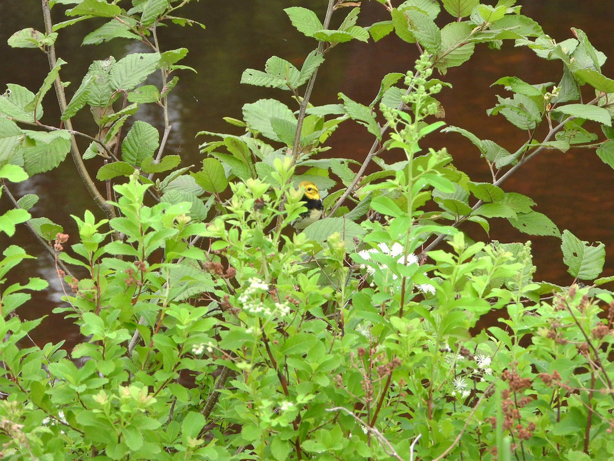 Black-throated Green Warbler - ML620839702