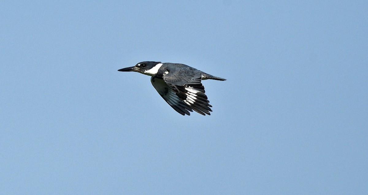 Belted Kingfisher - ML620839712