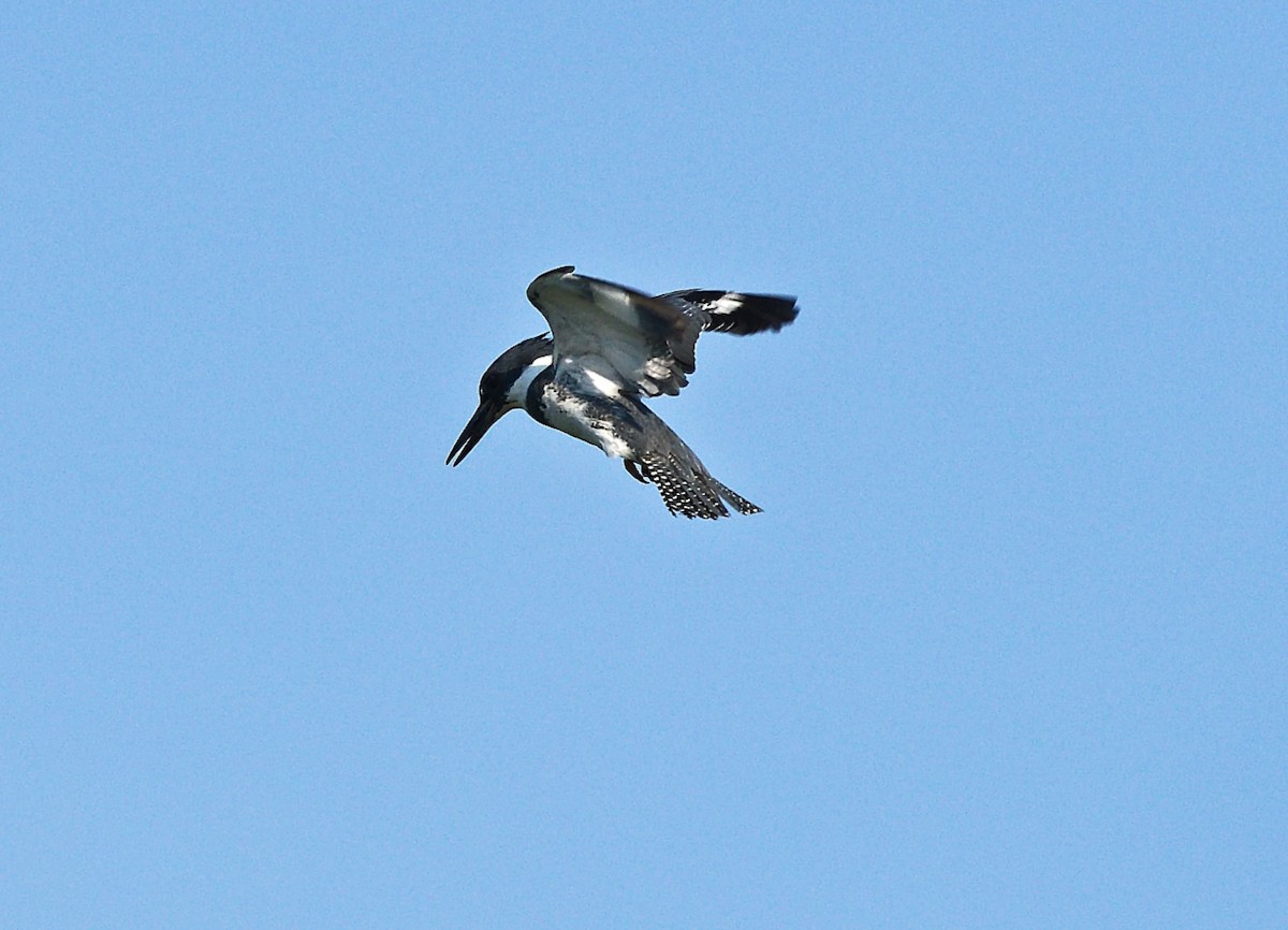 Belted Kingfisher - ML620839713