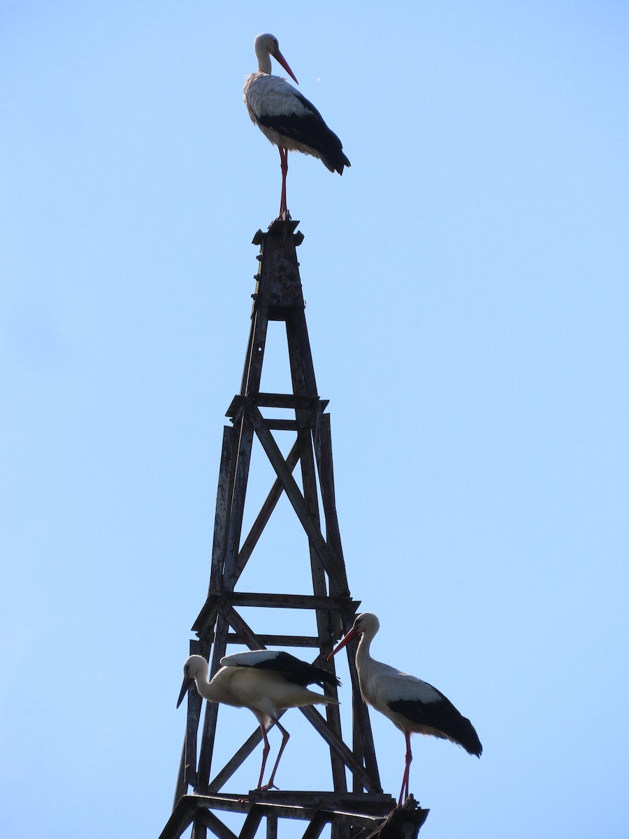 White Stork - Clemente Álvarez Usategui