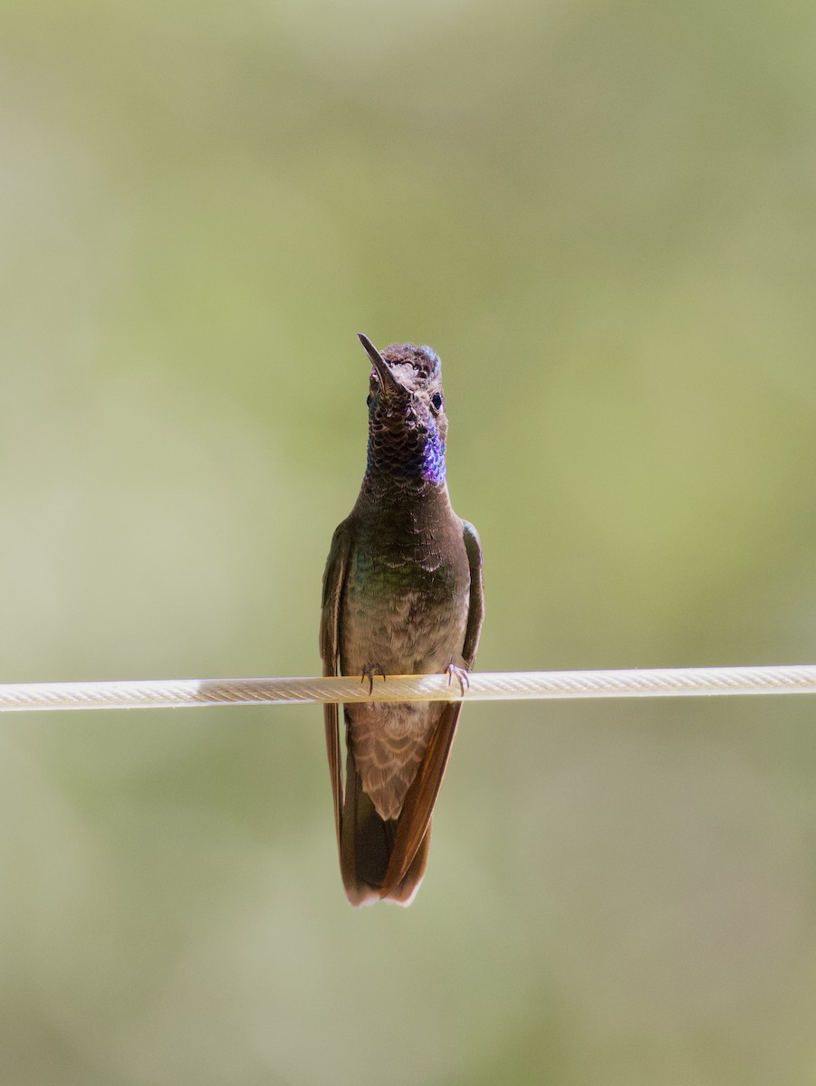 Rivoli's Hummingbird - ML620839718