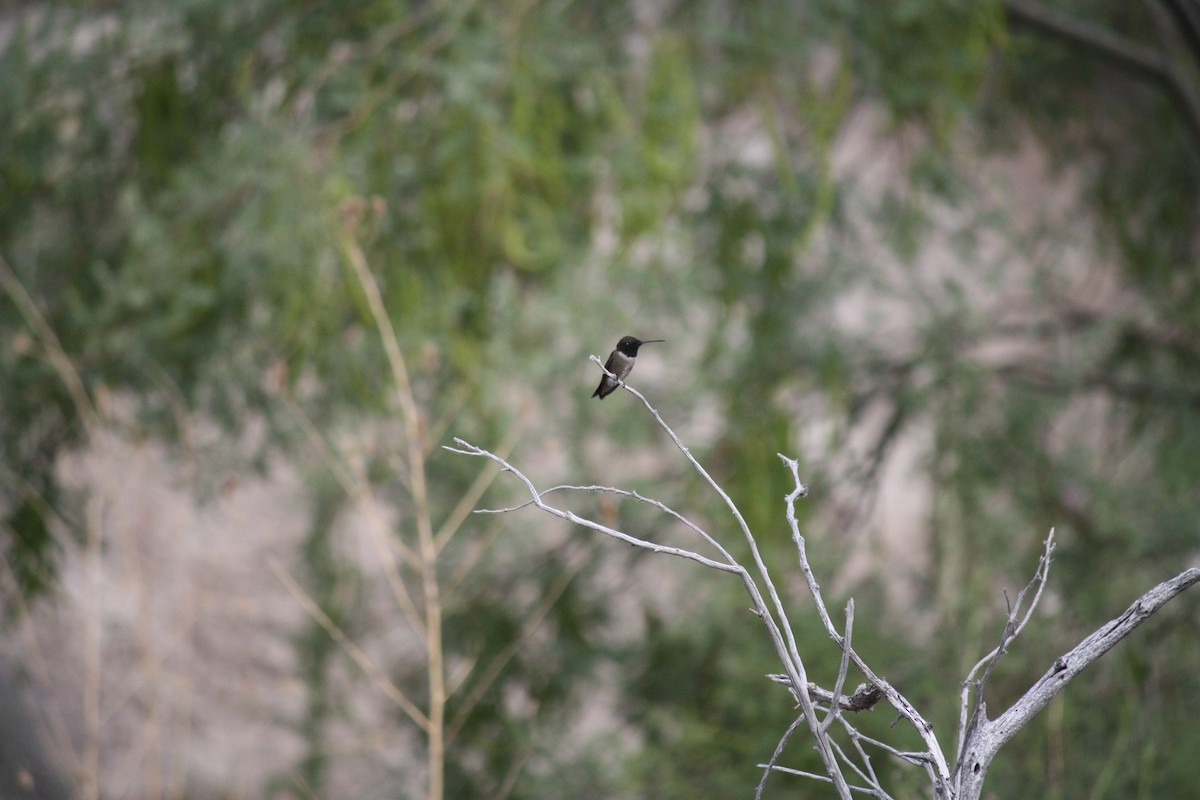 Black-chinned Hummingbird - ML620839719