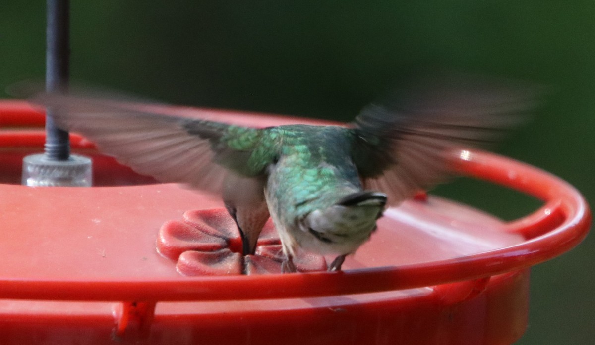 Ruby-throated Hummingbird - Betty Thomas