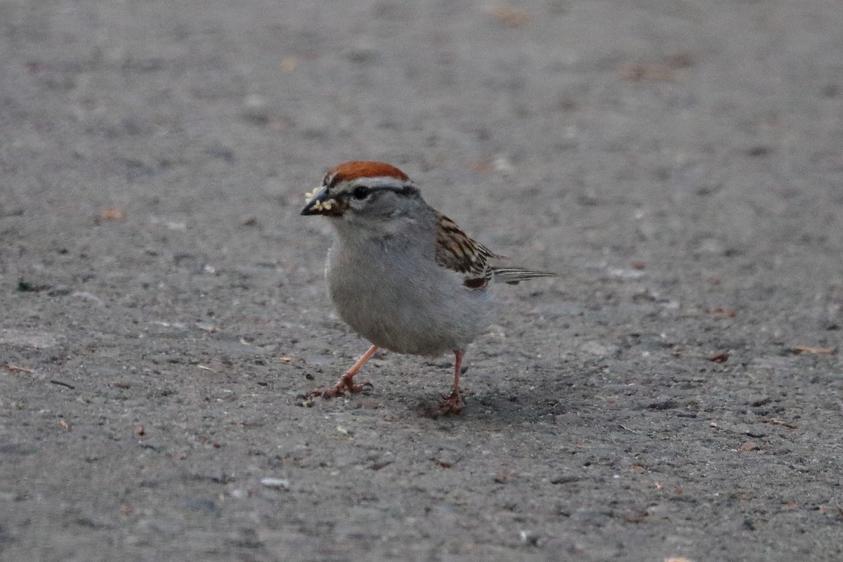 Chipping Sparrow - ML620839740
