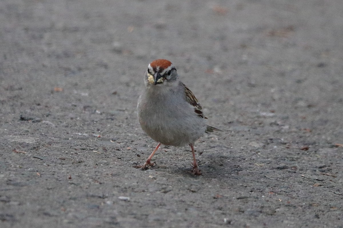 Chipping Sparrow - ML620839745