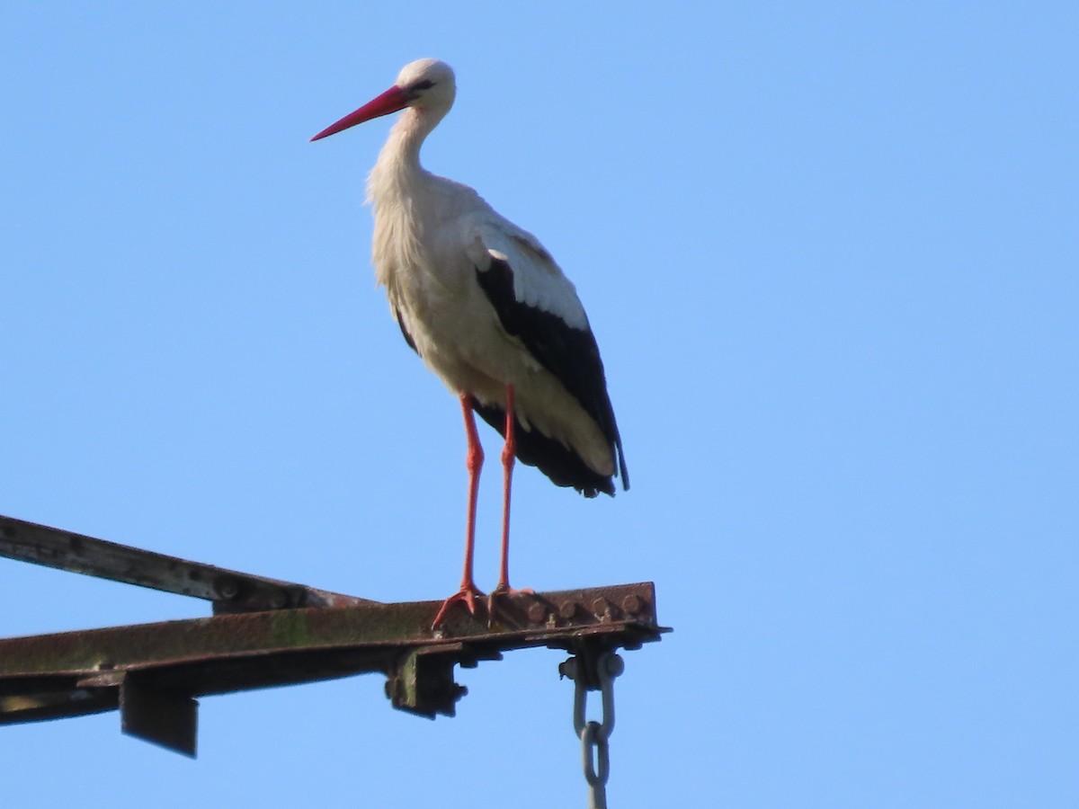 White Stork - ML620839748