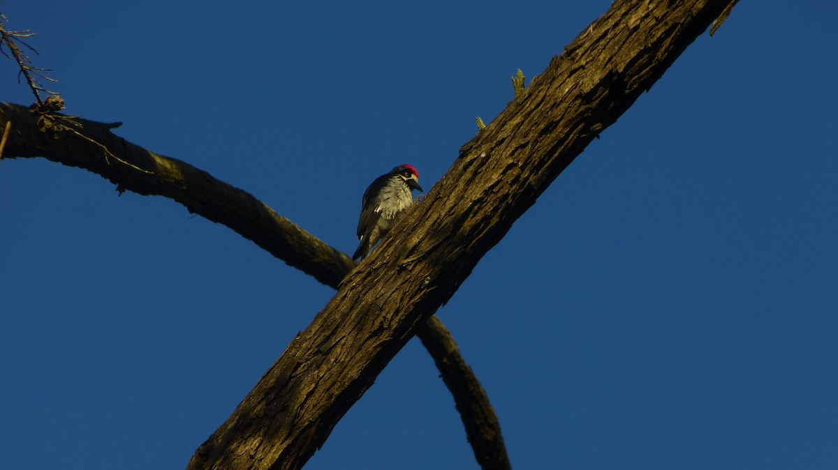 Acorn Woodpecker - ML620839751