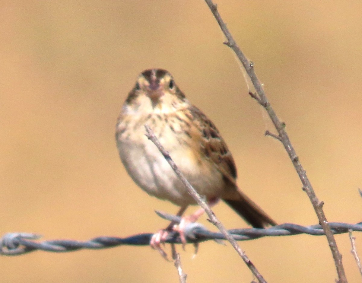 Grasshopper Sparrow - ML620839759