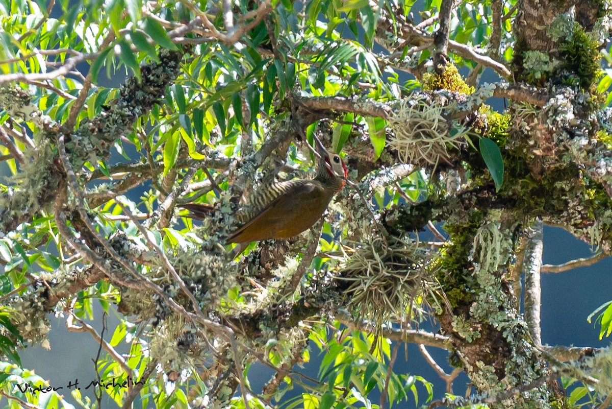 Golden-olive Woodpecker - ML620839794